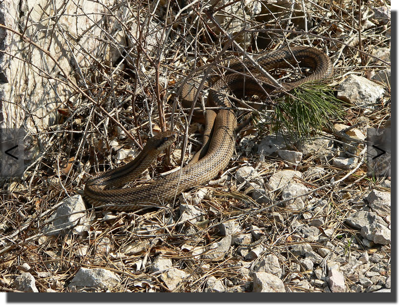 elaphe quatuorlineata
